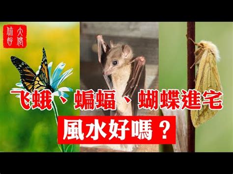 飛蛾死亡|飛蛾入宅何時最兇？